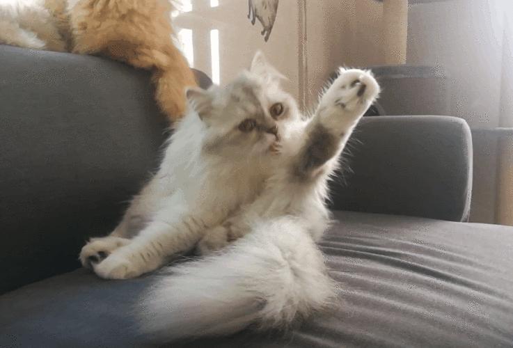 养金吉拉的十大危害,金吉拉容易得什么病