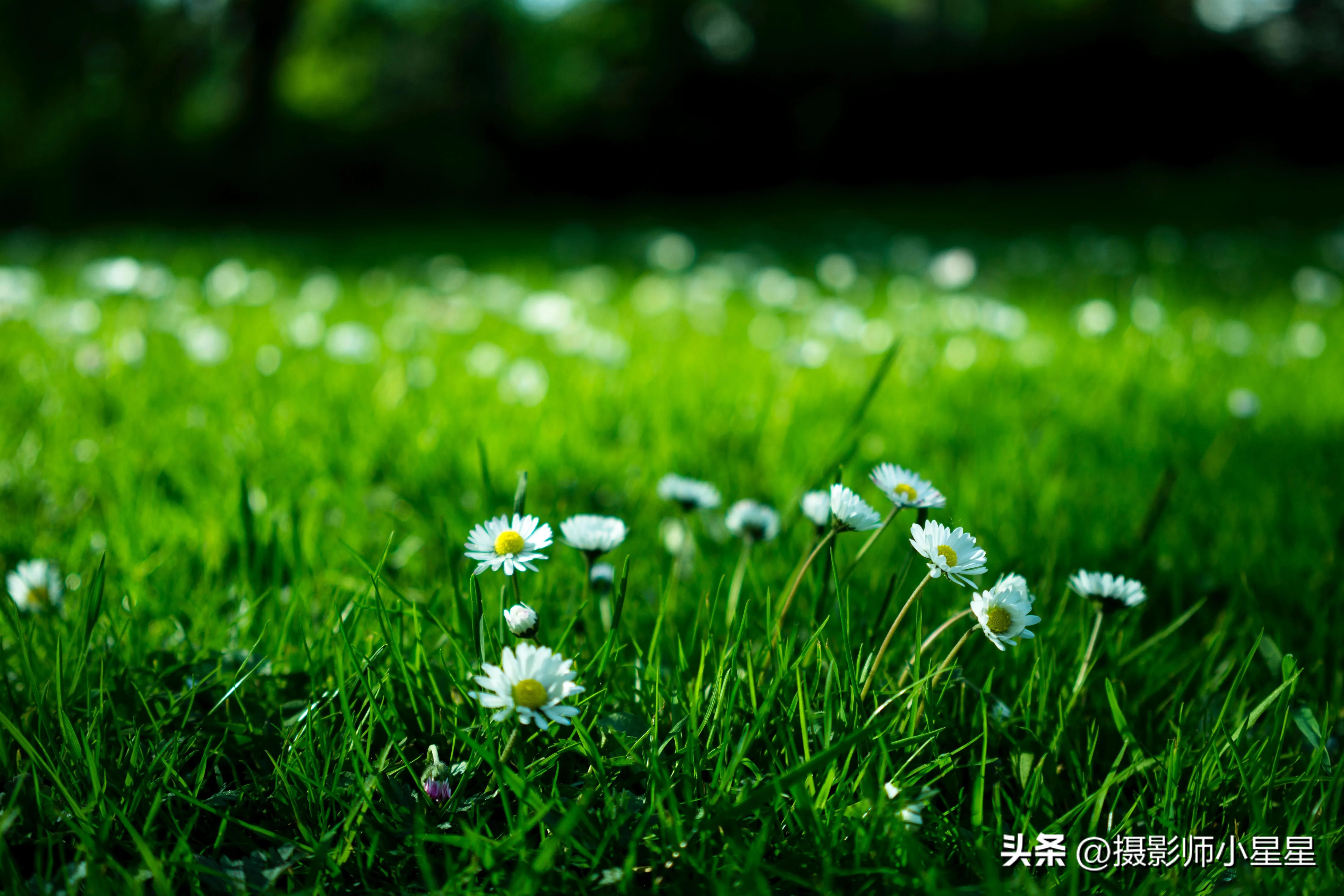 夏天绿色之美,夏天的绿色之美