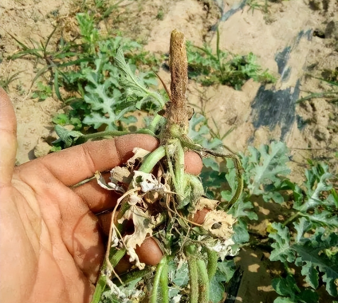 氯氰菊酯对西瓜幼苗根系有影响吗,嫁接西瓜苗根系不好怎么办
