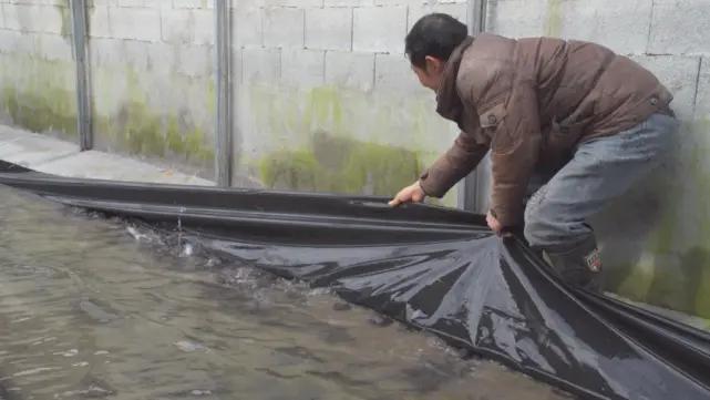 养殖石蛙深山老林,龙泉石蛙野生