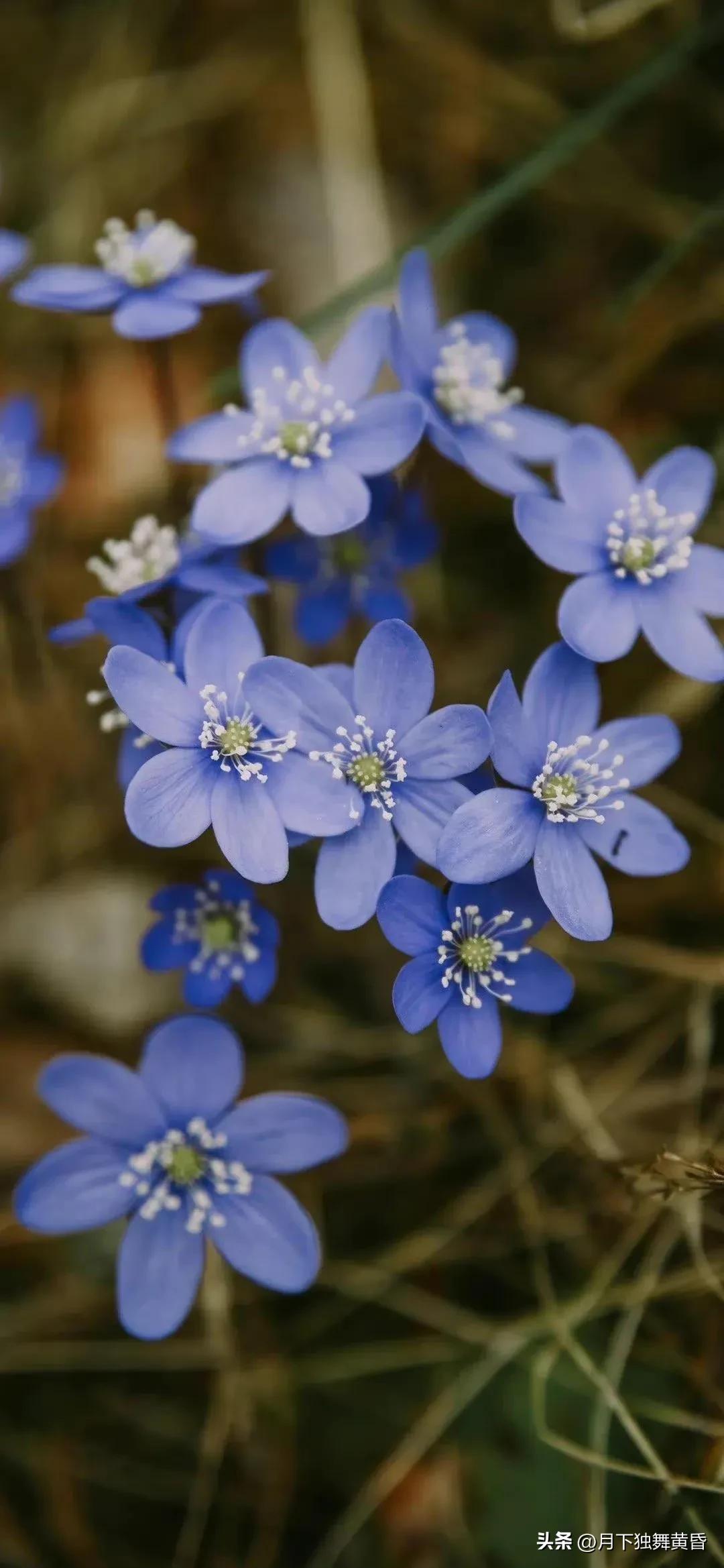 夏天壁纸图高清,壁纸夏天的太阳