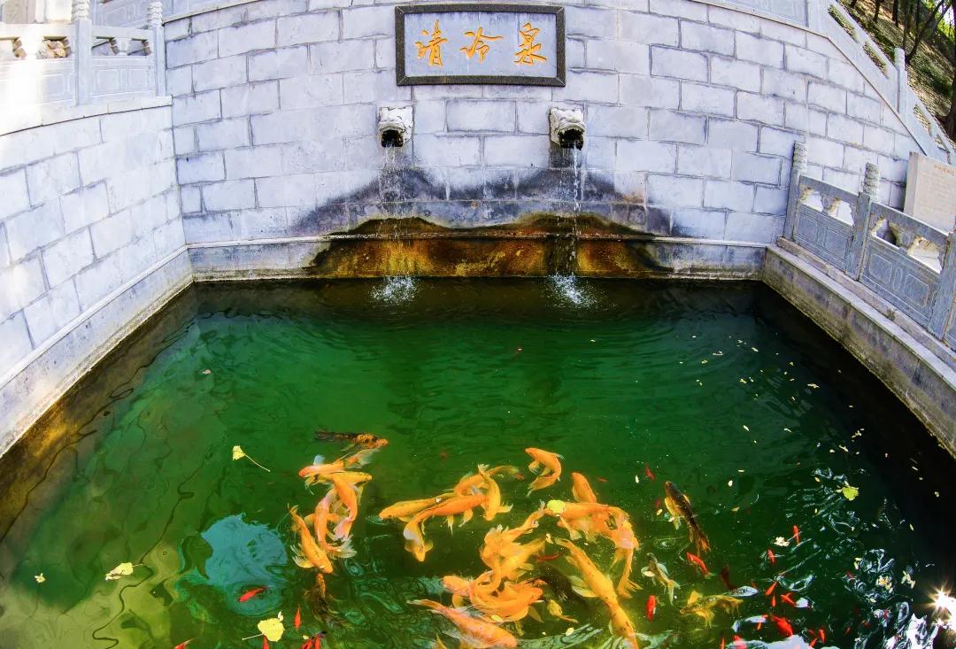 济南夏日森林游玩攻略,藏在济南的夏日度假圣地