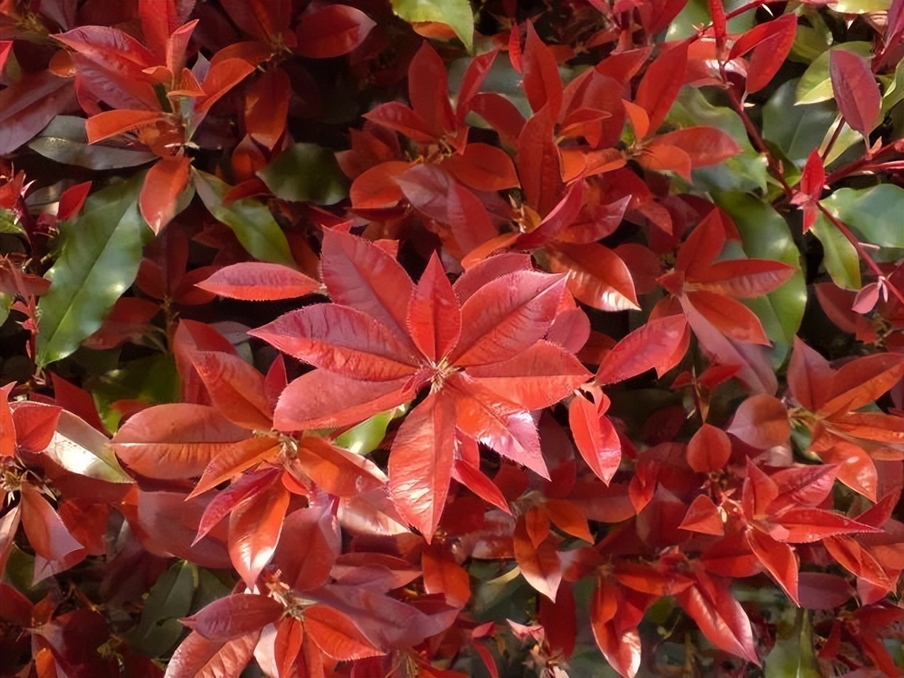 石楠为什么这么臭,石楠为什么有臭味