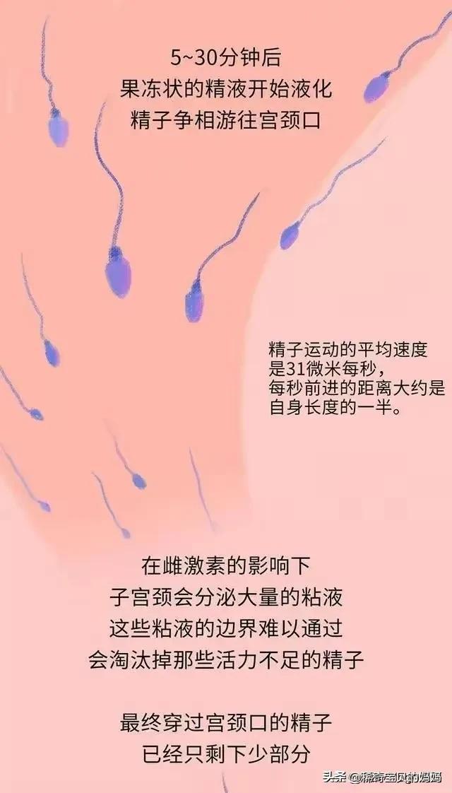 精子进入女生体内的24小时，都发生了些什么？励志漫画