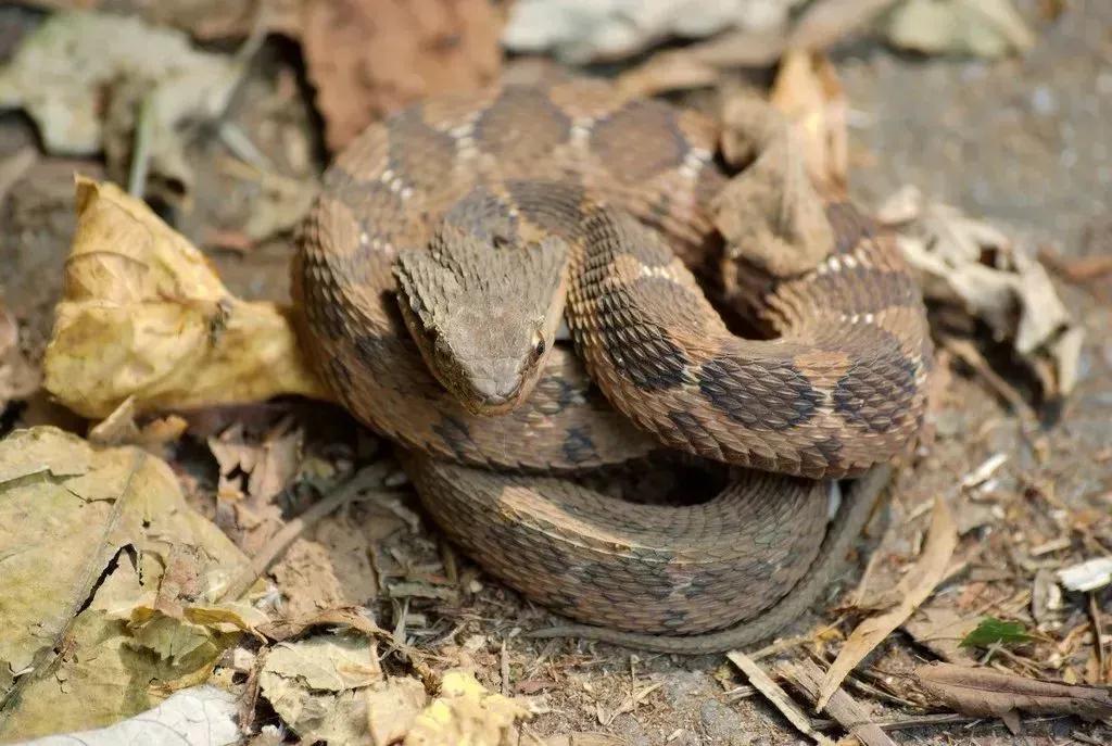 蛇头是三角形的无毒蛇,长角的毒蛇是什么蛇