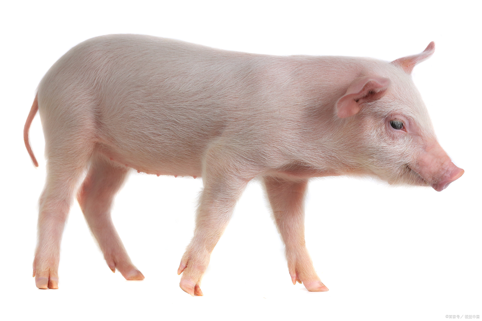 母猪子宫炎最好的解决方法,母猪子宫炎治疗最佳方案