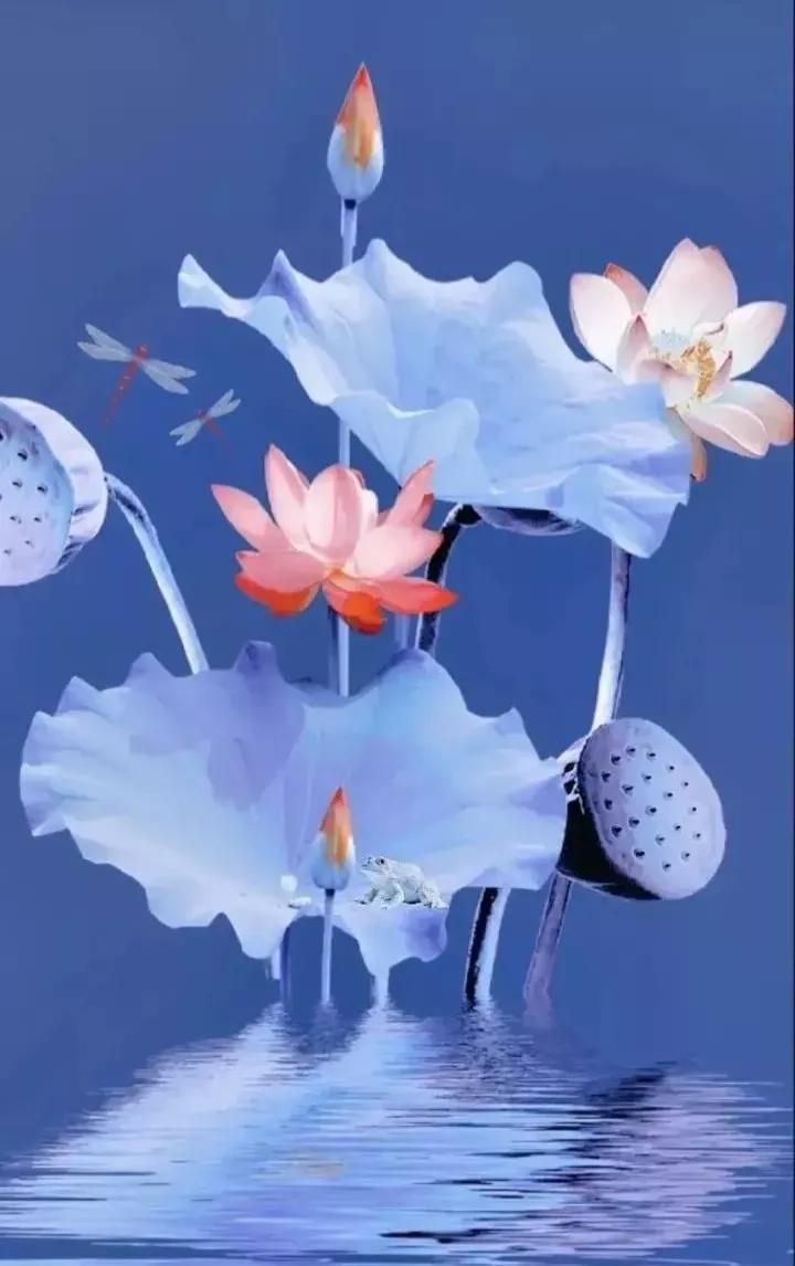 荷花壁纸手机超清全面屏,荷花千瓣莲唯美高清大图壁纸