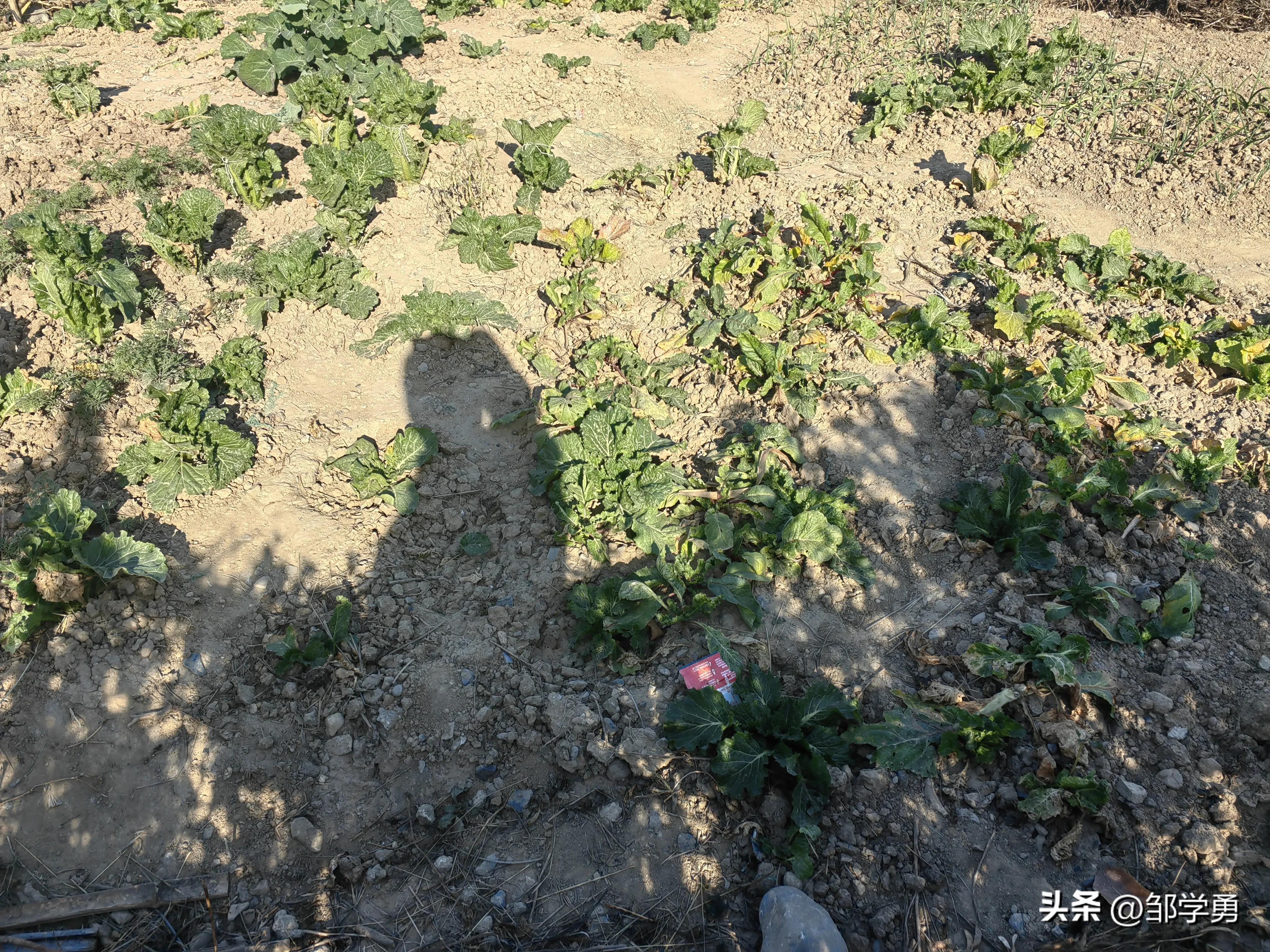 晨跑有悟:当土埋的越多时,你感受到什么?