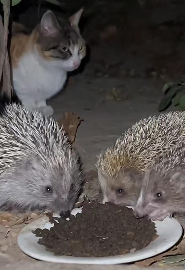 女子每日投喂流浪猫,网友投喂流浪猫引来一群猫后续