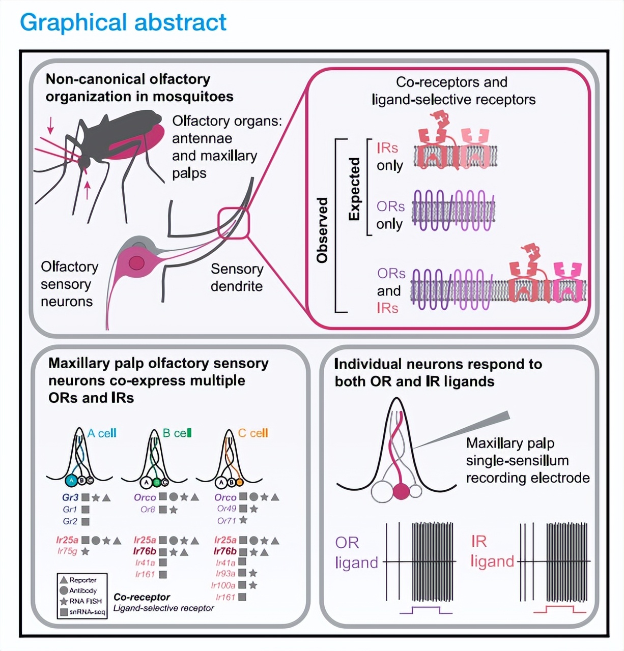 Cell+Nature：蚊子偏爱人类气味的奥秘