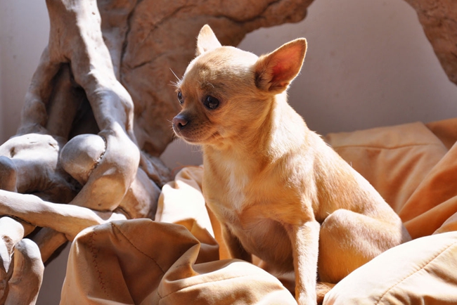 吉娃娃喘粗气,吉娃娃总是发出鹅喘