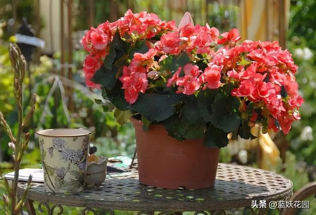 为什么我买的盆栽花总是养不活,为什么买来的花绿植总是养不好