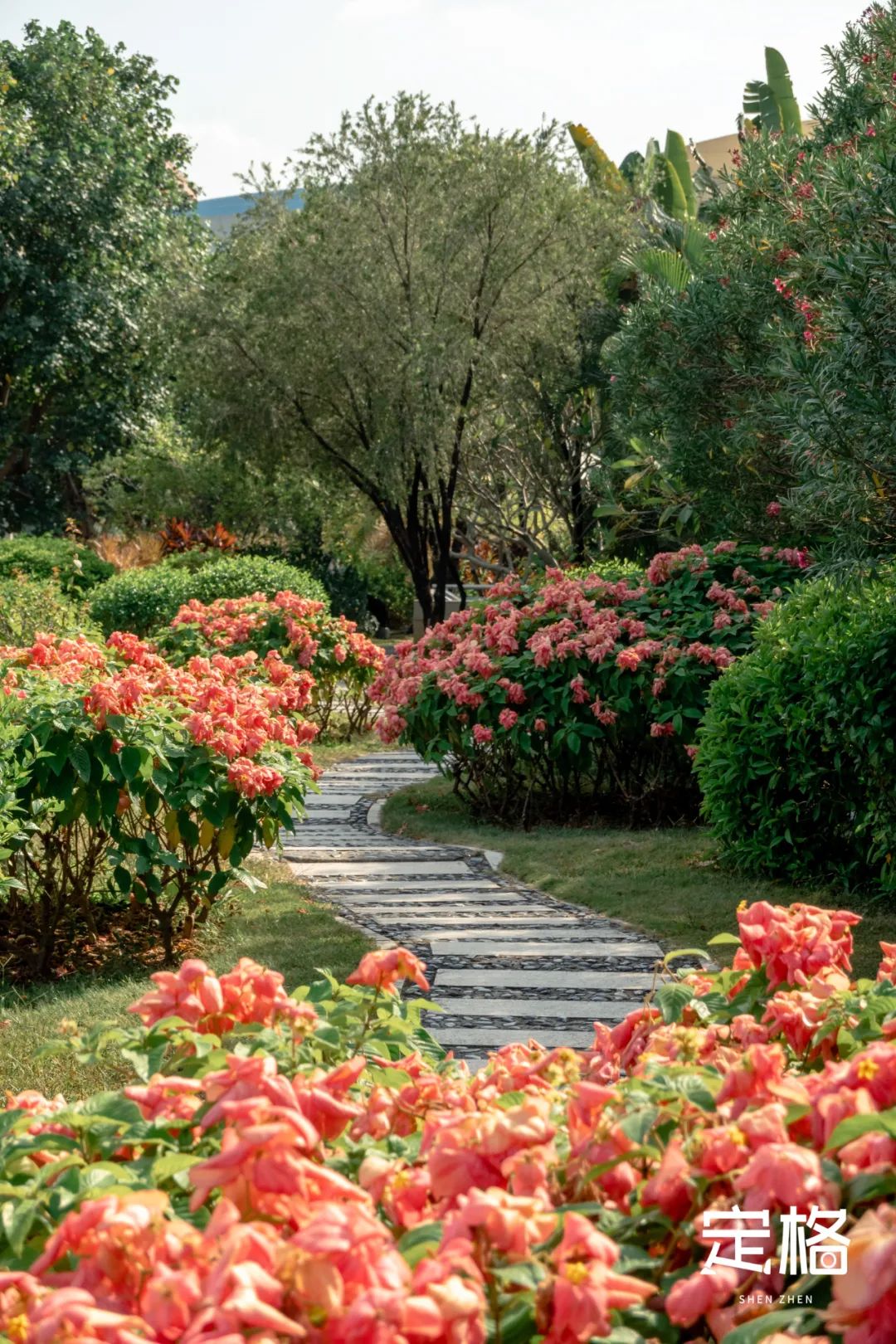 深圳湾流花山花海,深圳蝴蝶谷花海图片