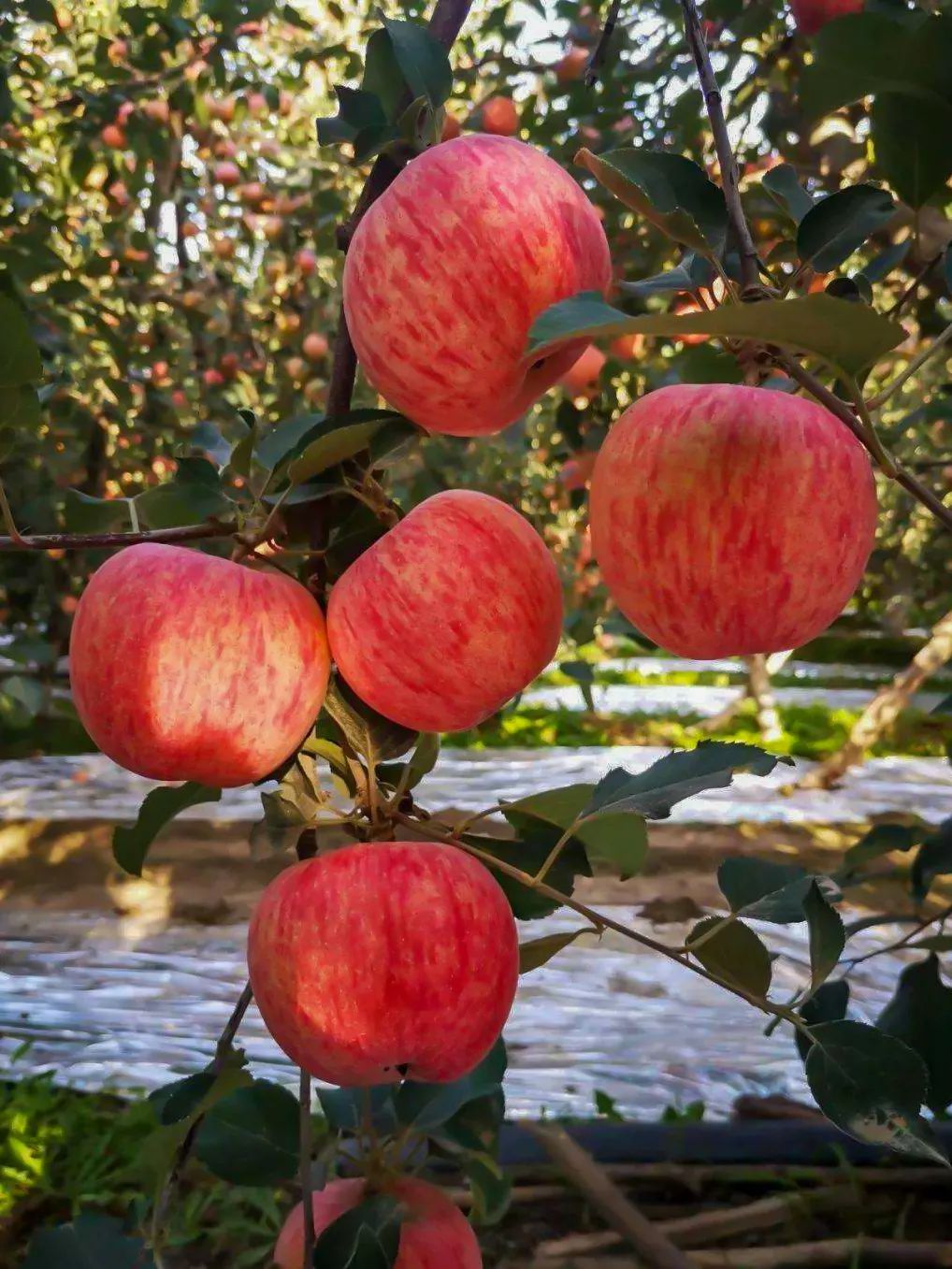 第一次南疆值得去的地方,去南疆旅行回来的感受