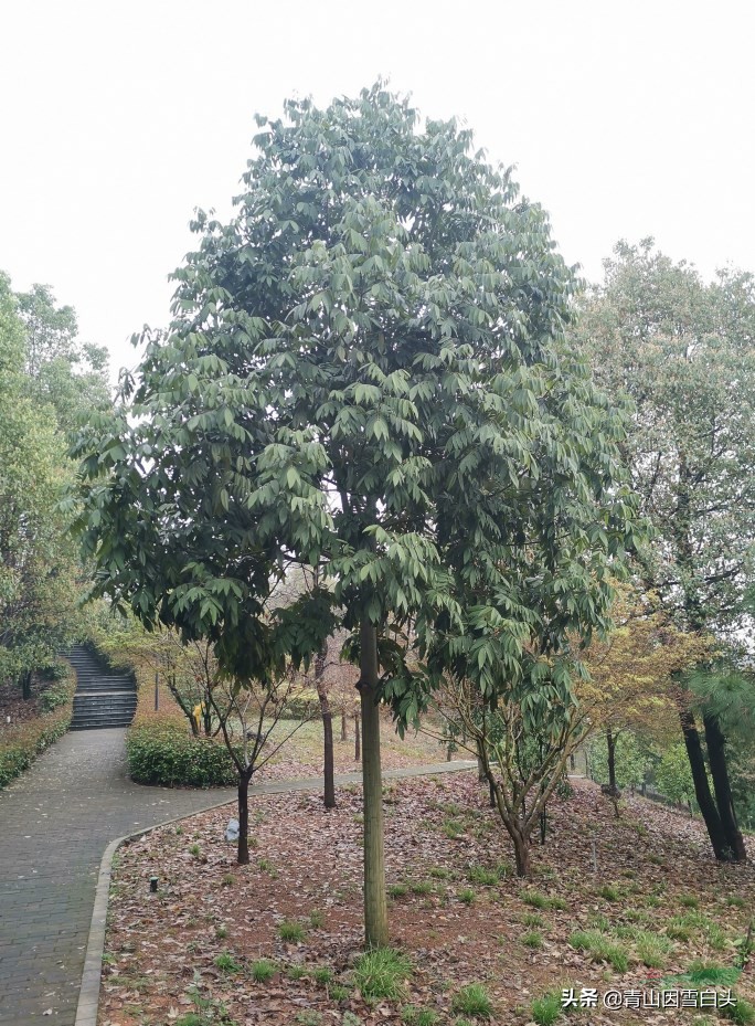 花榈木用途,精品花榈木