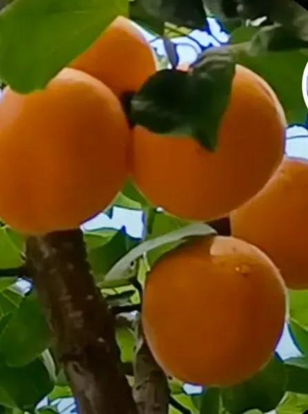 新鲜杏子怎么保存不变质,杏子的储藏方法和吃法