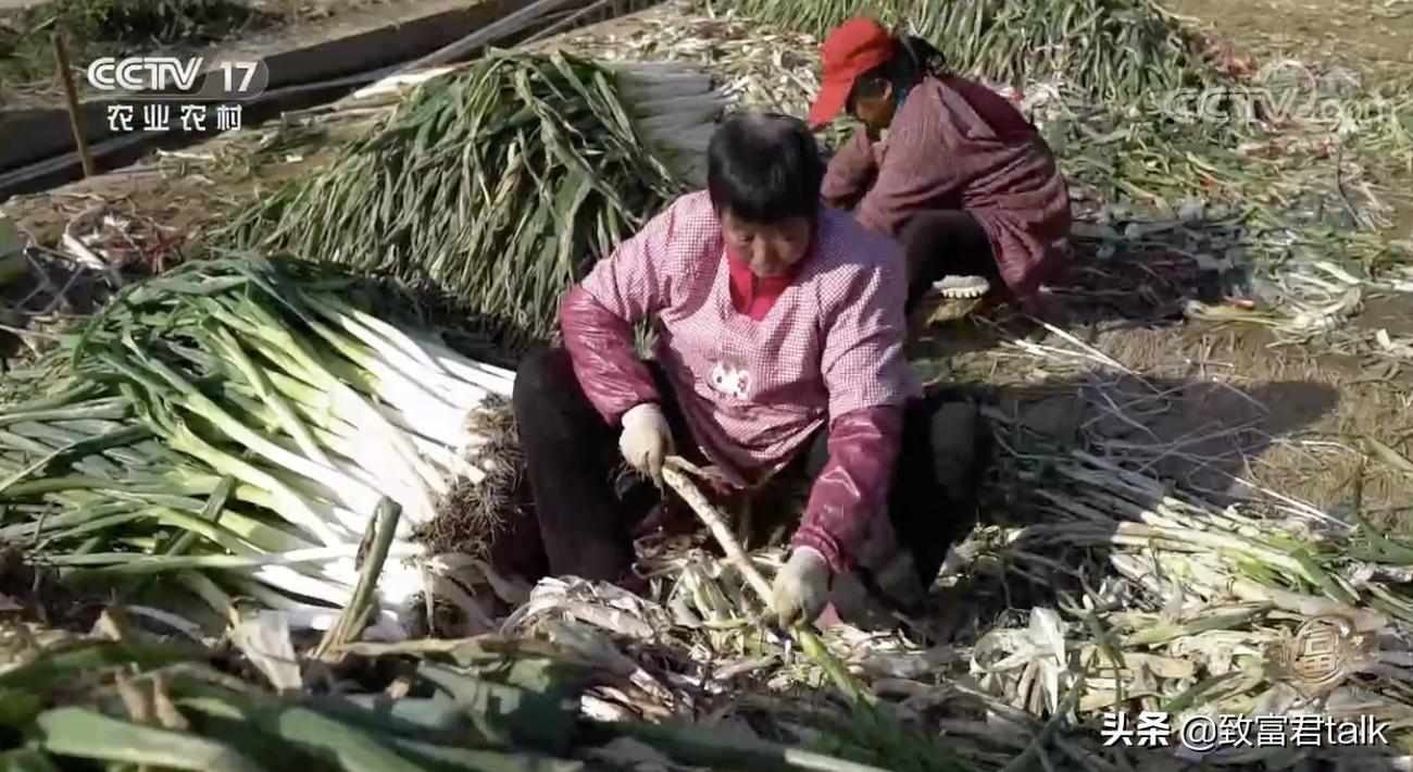 他种的大葱，比姚明高一头