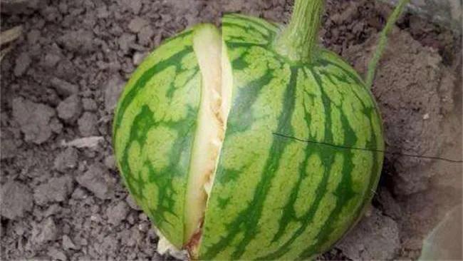 西瓜切开裂口是什么原因导致的,西瓜瓤裂口怎么回事