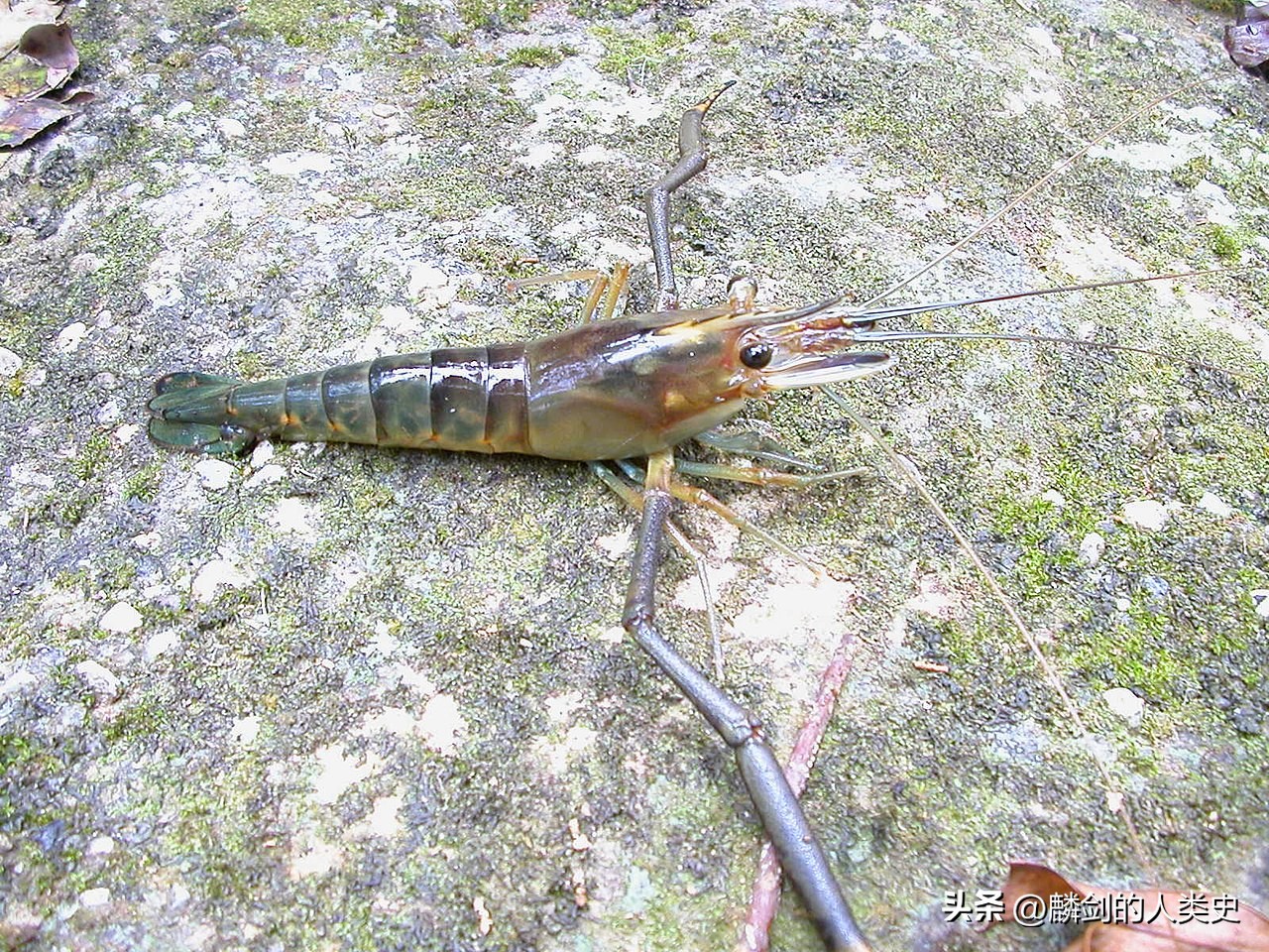 河虾种类长臂虾黑壳虾,长臂虾是罗氏沼虾吗