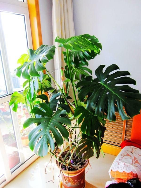 客厅养什么花好看又好养,客厅养什么花好看又好养活