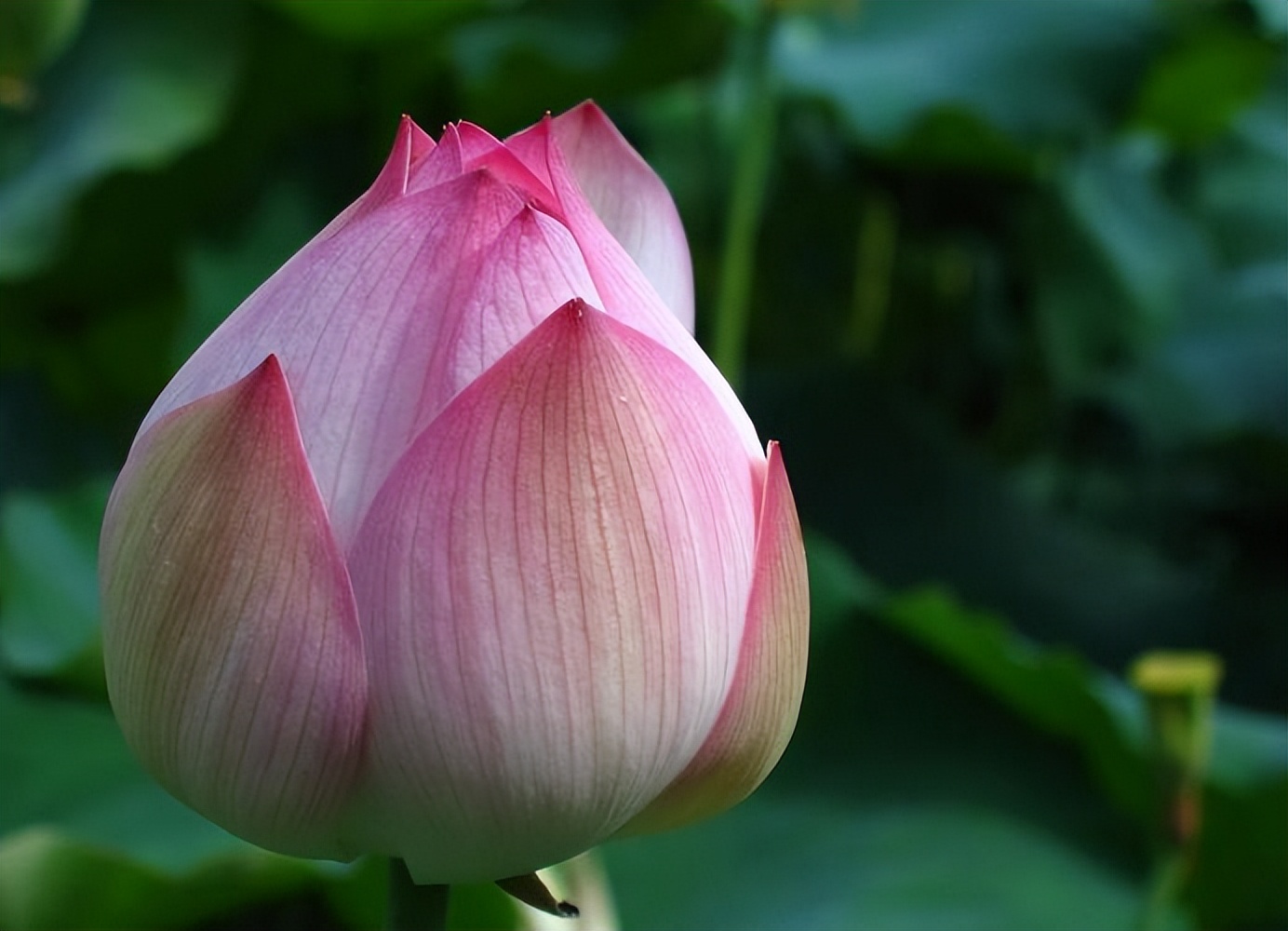 为什么莲花能成为佛教之花,荷花与莲花在佛教区别