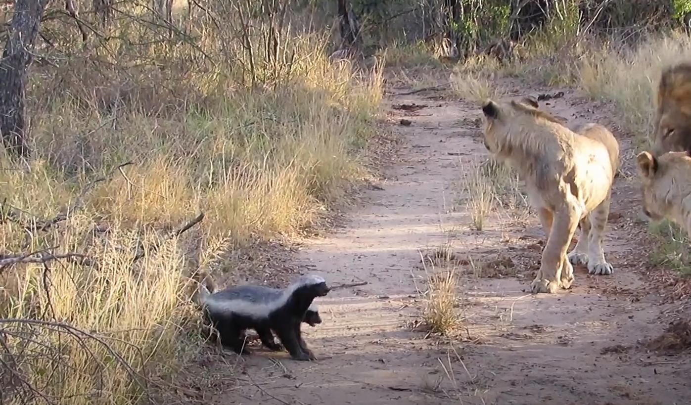 螳螂大战100只世界上最弱的蚂蚁,七大食肉动物大战大象和犀牛