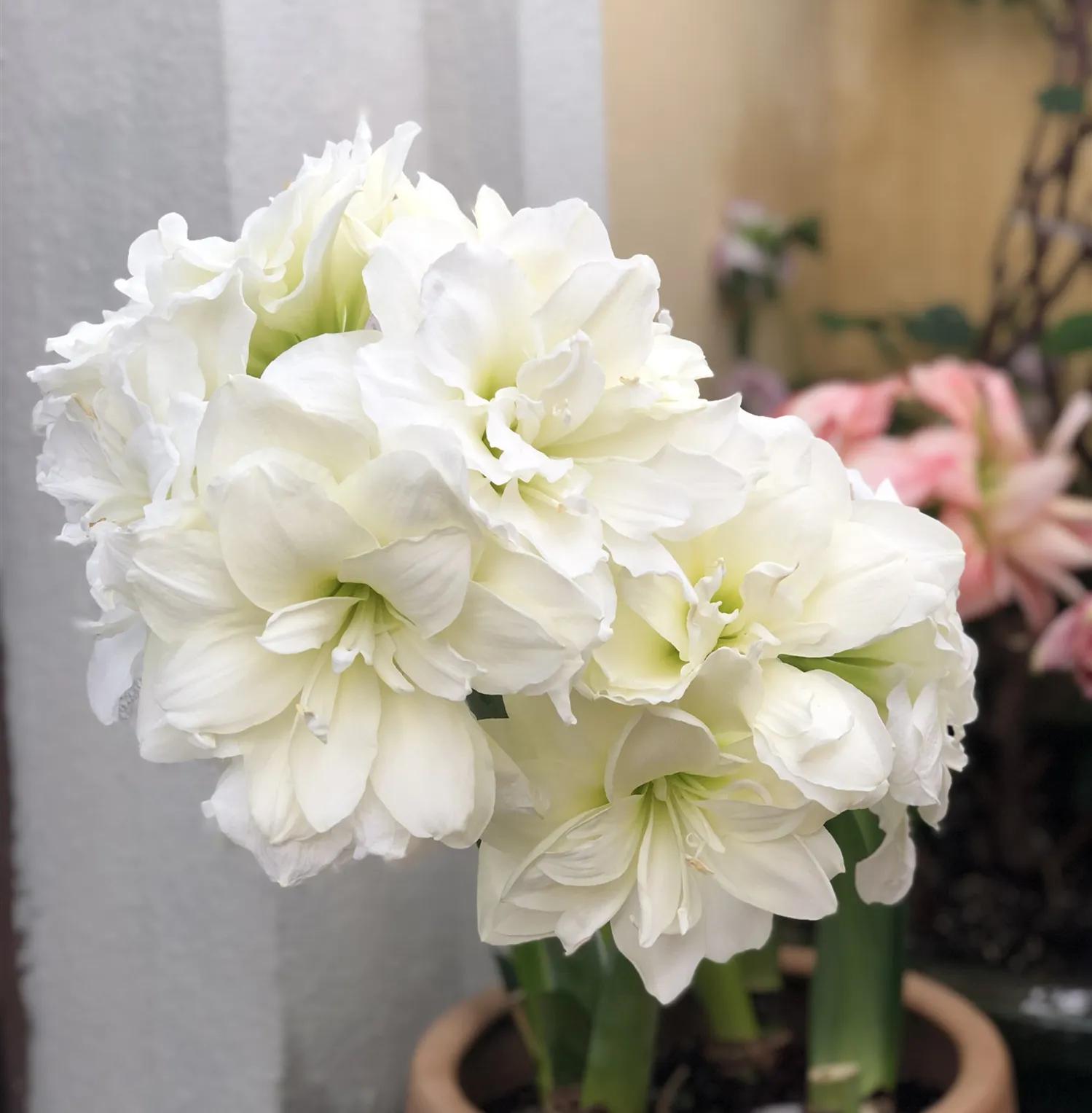 好看又好养的大花卉盆栽,开花好养的大花卉