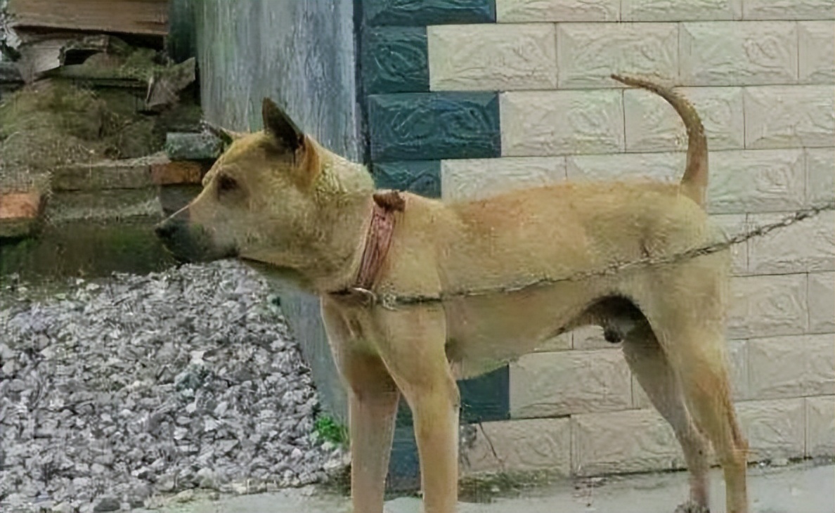 30种常见犬图片,40种常见名犬图片