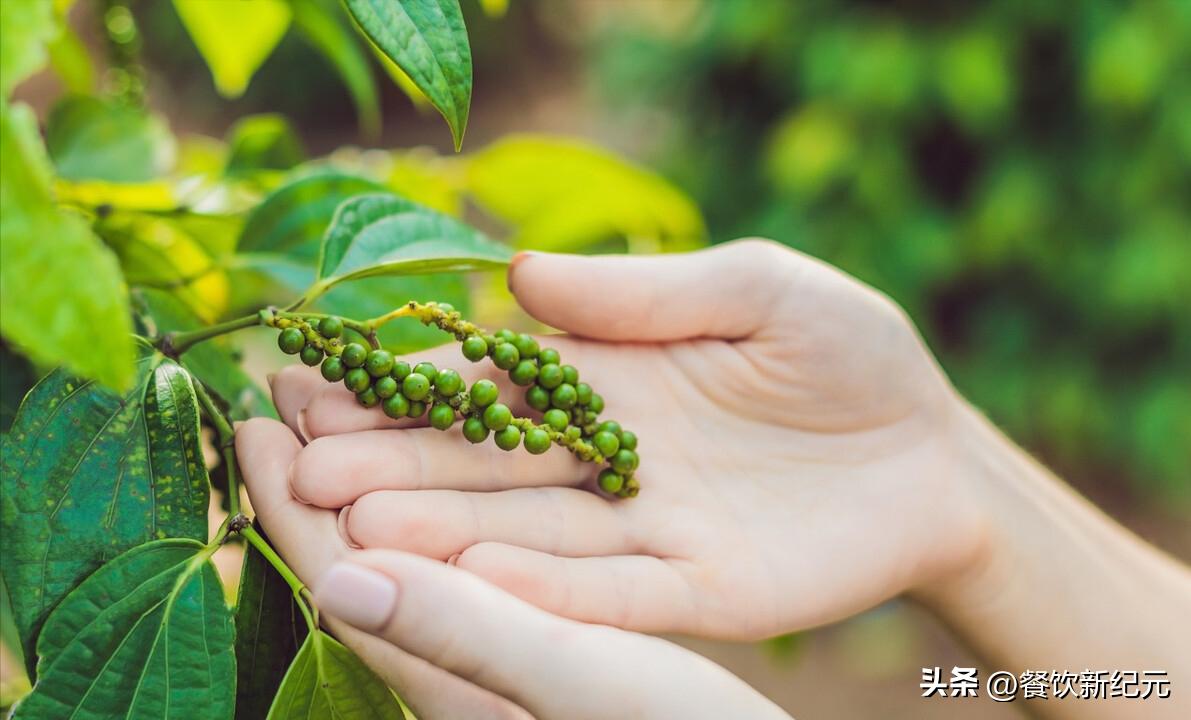 烹调中如何使用黑胡椒和白胡椒,黑胡椒和白胡椒的区别炒菜用什么