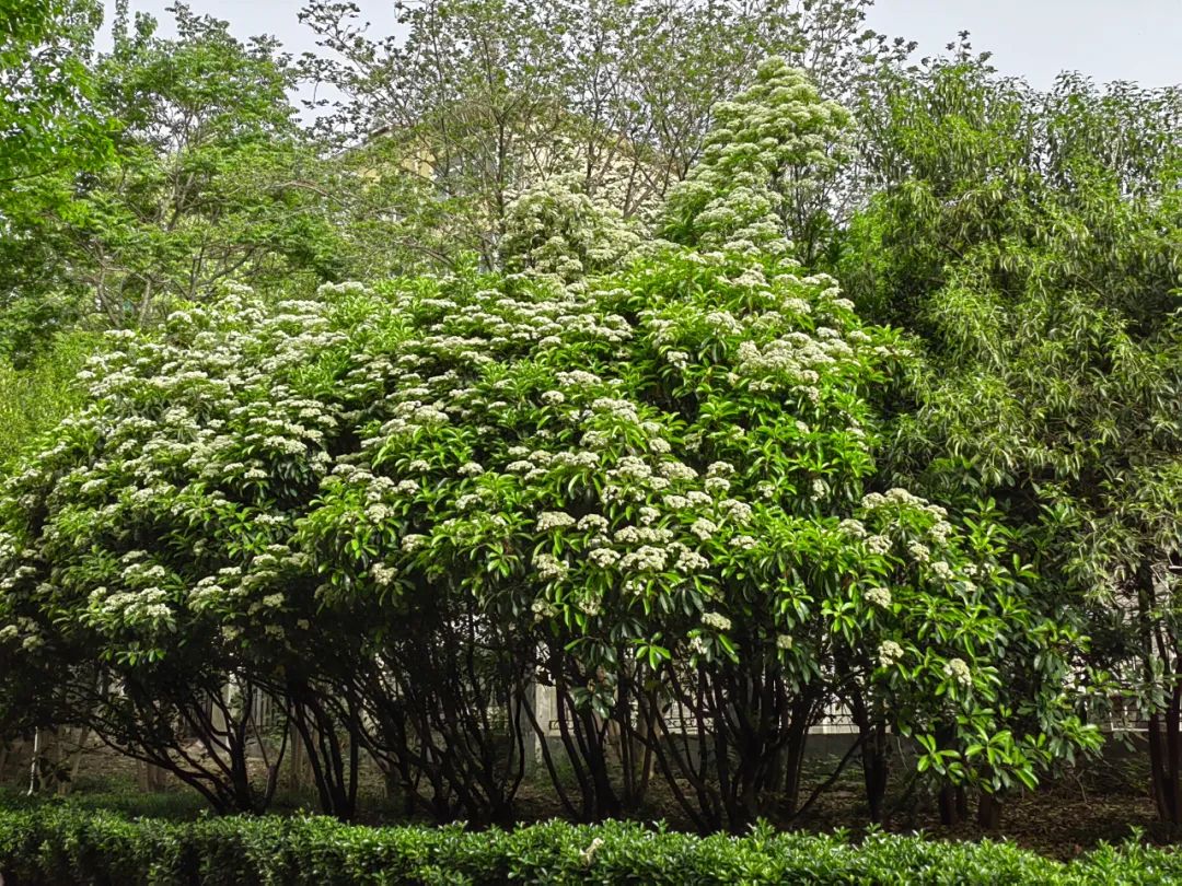 石楠花为什么种那么多,石楠花那么臭为什么还大面积种植