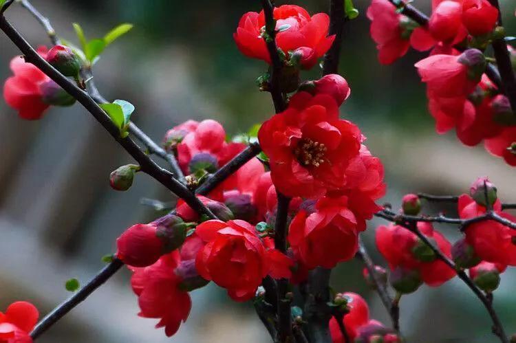 贴梗海棠海棠花品种大全,贴梗海棠的花型