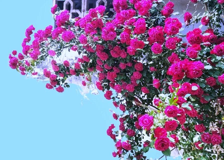 百花酿诗韵芬芳留人间（一）