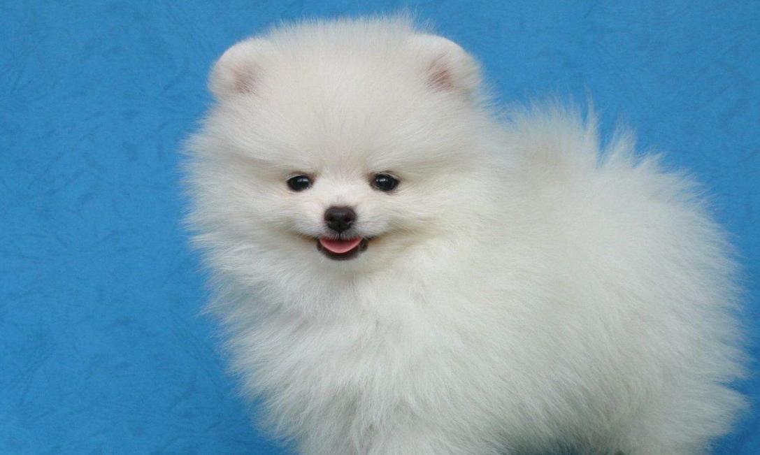 博美拉稀有虫子是怎么回事,博美拉稀带血怎么办