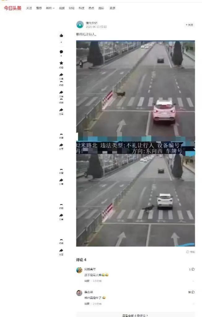 斑马线未礼让狗怎么处罚,曝光郴州不礼让斑马线违法车辆