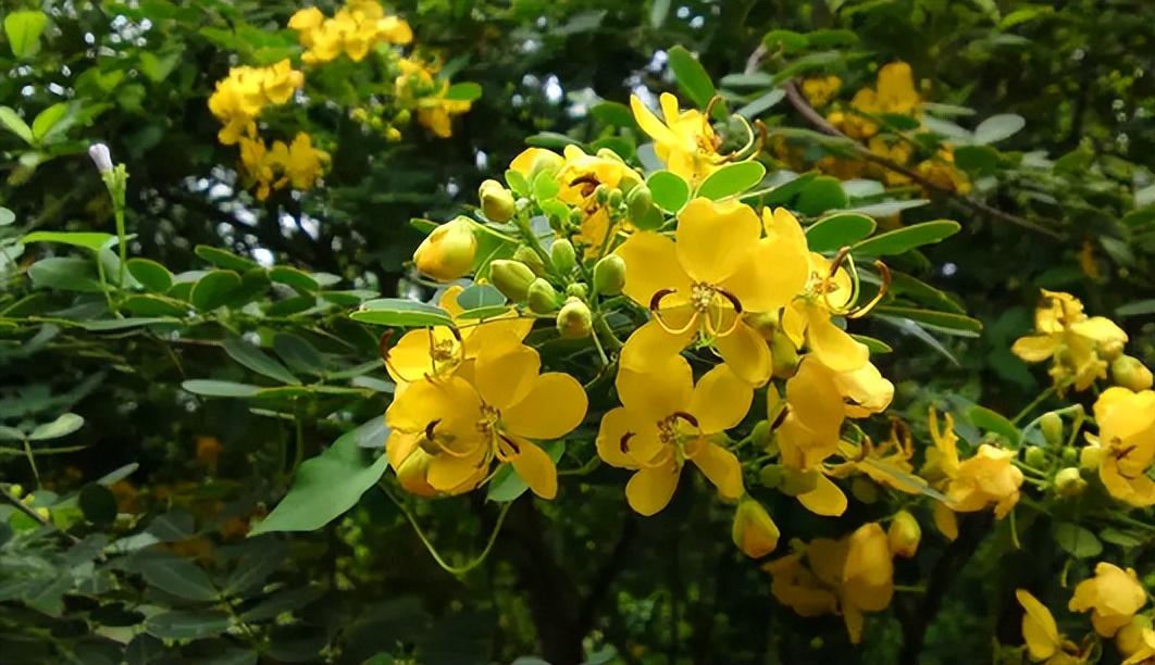 什么植物可以防止蛇,什么植物可以防蛇进家