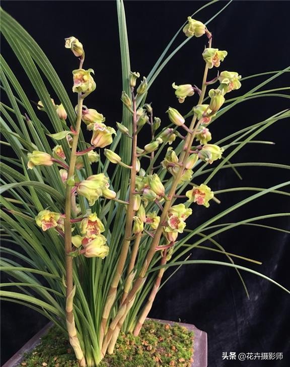 一个老师傅养了一盆兰花,最近很火的奇特兰花