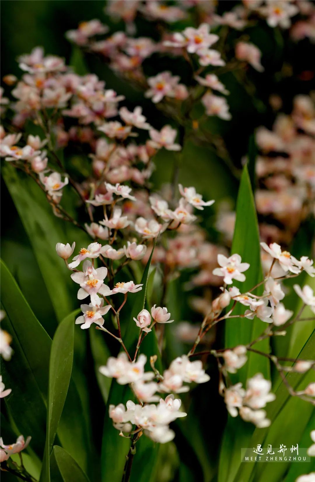 元宵节晚上郑州游玩攻略,郑州元宵节赏灯攻略