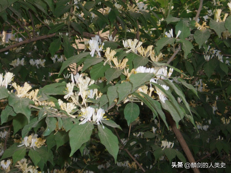 忍冬科植物简介,忍冬科的植物特征
