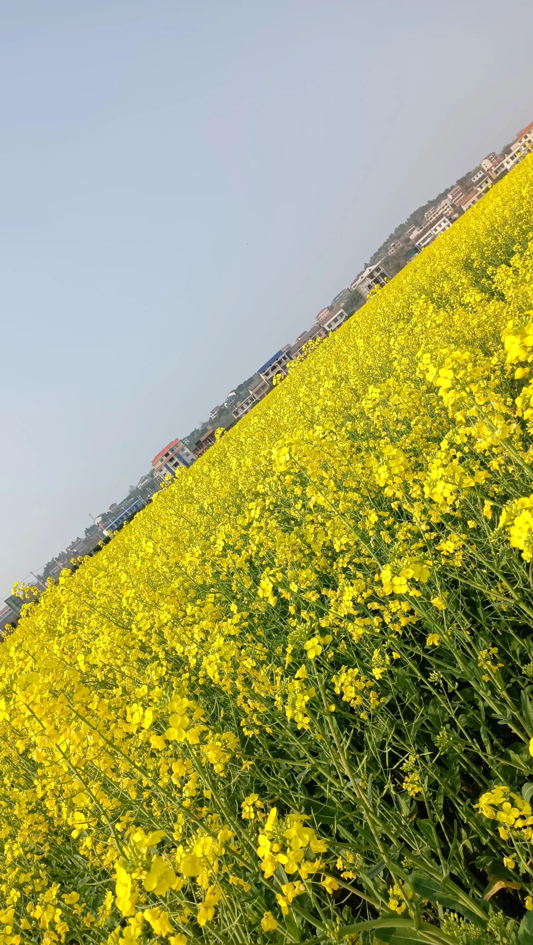 春暖花开好时节全文,春暖花开好时节下联