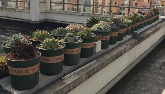 加仑盆和普通盆有什么不同,怎样识别加仑盆和普通盆