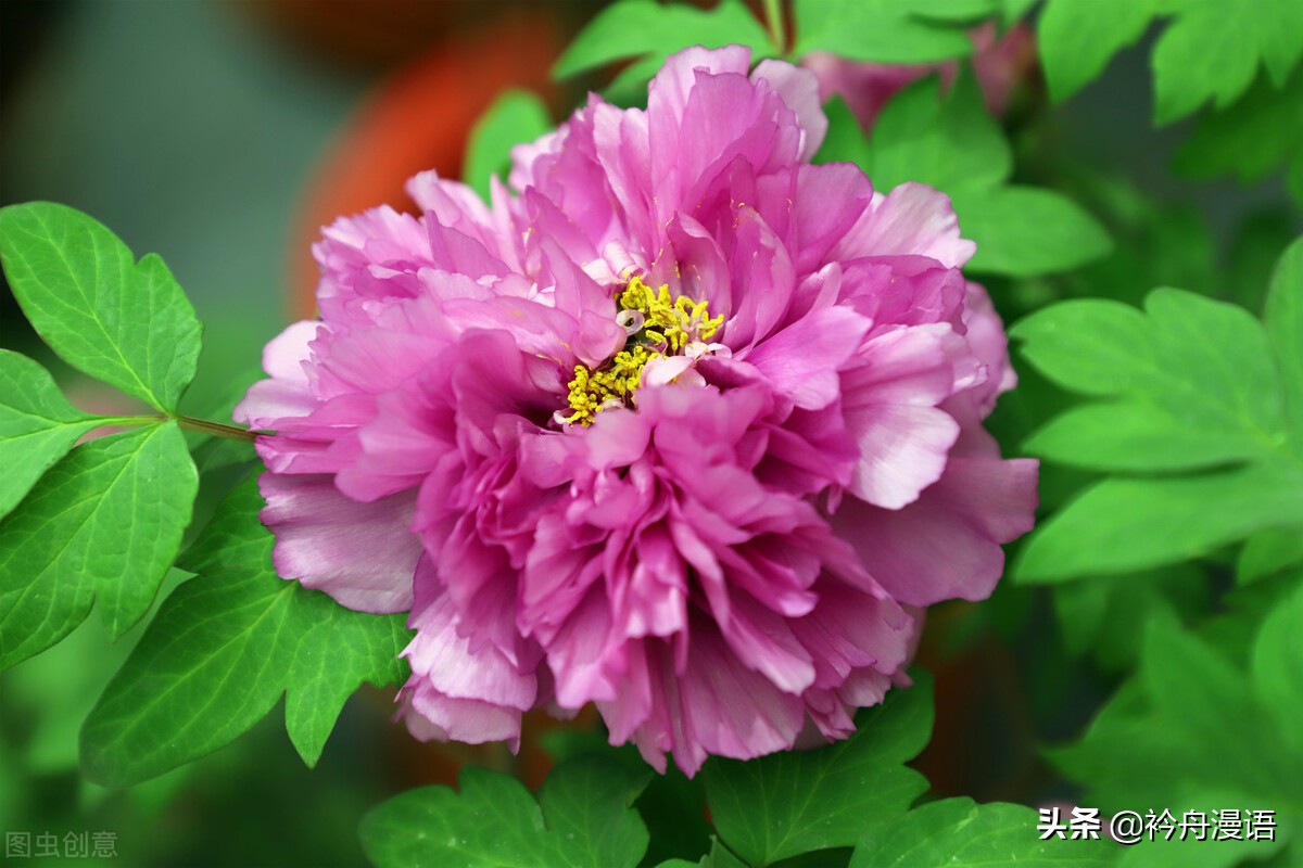 牡丹真国色花开时节动京城的意思,牡丹真国色花开时节动京城谁写的