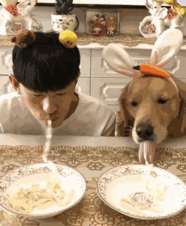 狗狗不愿动不吃食什么原因,狗狗不吃食怎么办