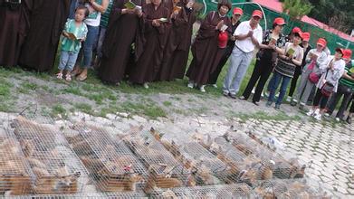 野生狐放生罕见一幕,北京发现银黑狐