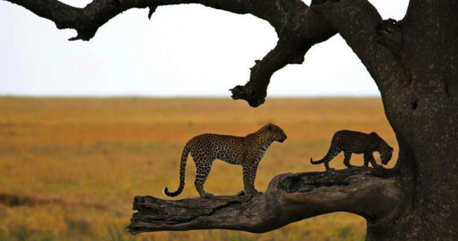 东非大裂谷世界第二美景,带你去看世界有名东非大裂谷