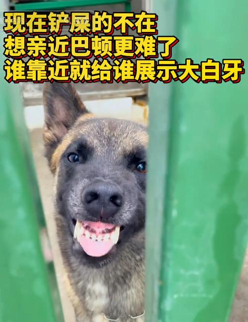 警犬巴顿有多凶猛,帅网红警犬巴顿训练视频