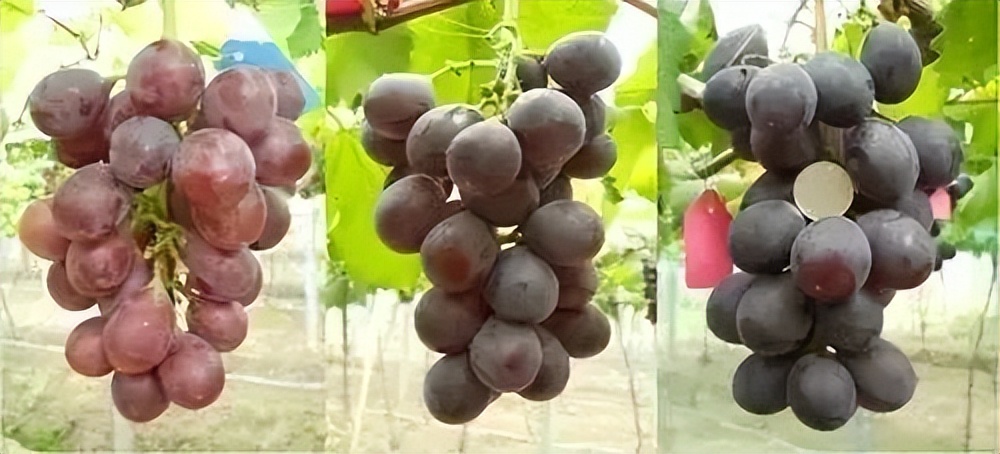 纯种无籽葡萄种植技术和管理方法,庭院葡萄种植技术与管理视频教程