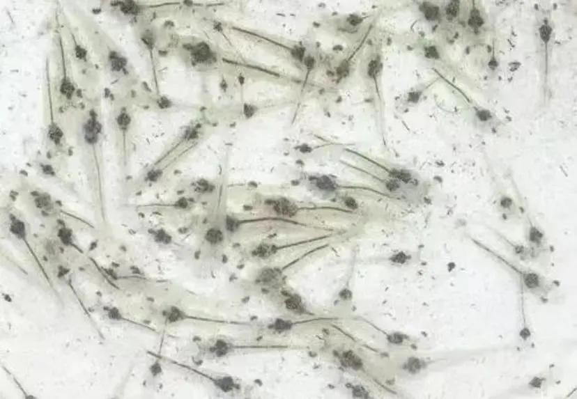 对虾肝肠孢虫脱离宿主能存活多久,对虾肝肠孢虫高发季