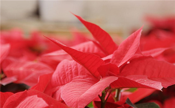 盆栽植物花卉的种植方法,盆栽植物养不活怎么办