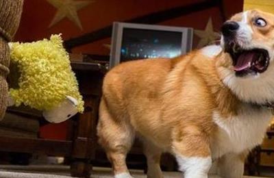 小狗对主人呜呜是什么意思,狗低声呜呜叫是什么意思