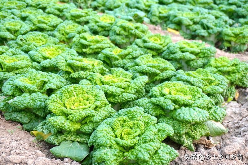 白菜可以种花吗,耐寒的白菜种